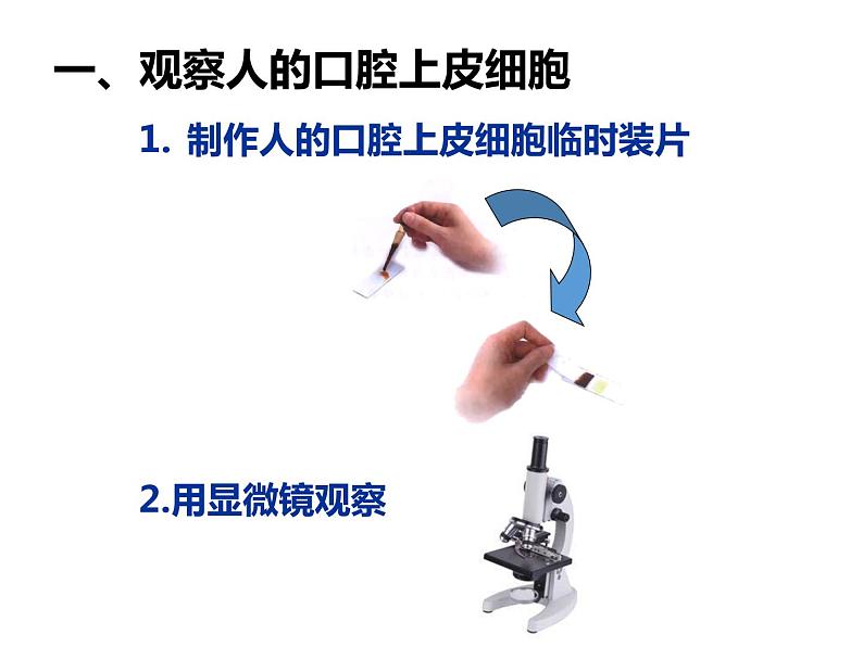 第二单元第一章第三节《动物细胞》课件第4页