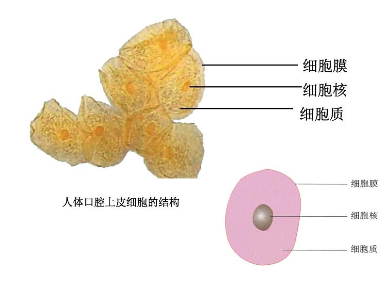 第二单元第一章第三节《动物细胞》课件第6页