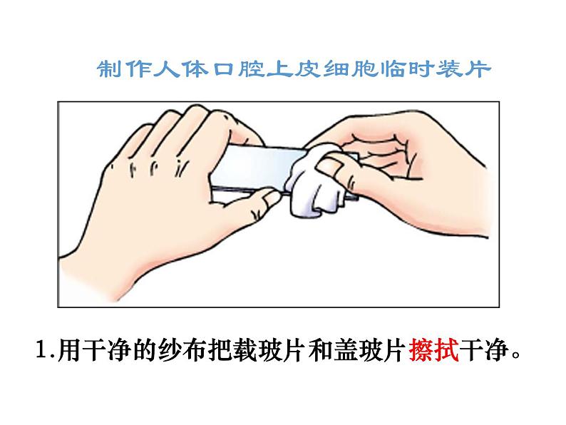 第二单元第一章第三节《动物细胞》课件第7页