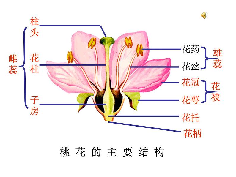 济南版生物八年级上册总复习第1页