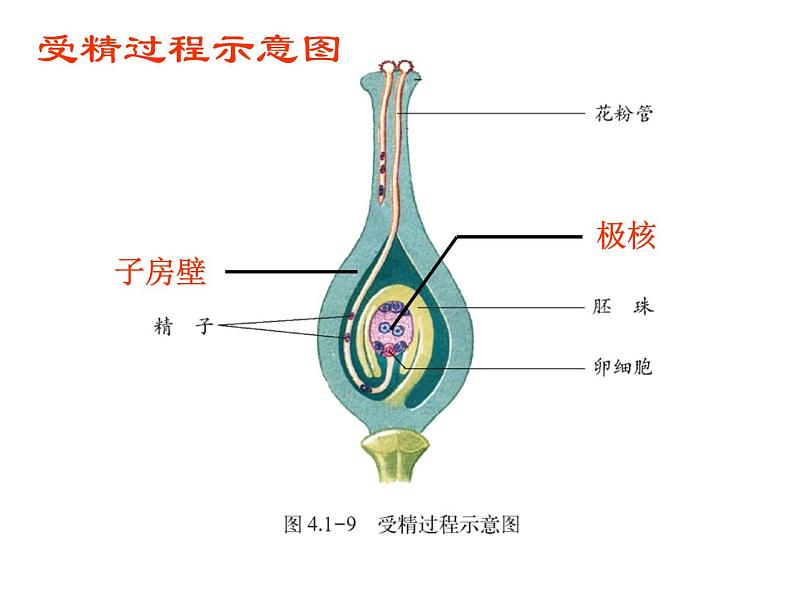 济南版生物八年级上册总复习第3页