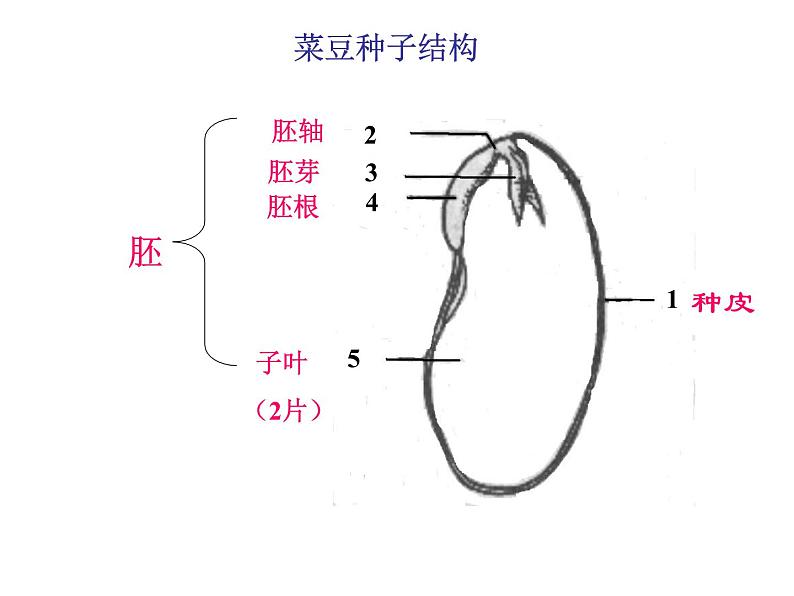 济南版生物八年级上册总复习第5页