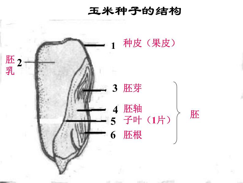 济南版生物八年级上册总复习第6页