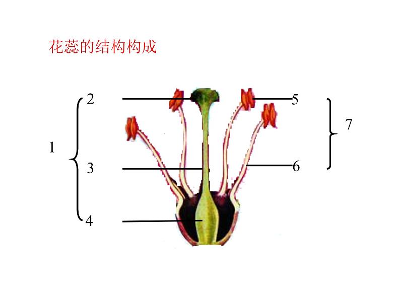 济南版 生物 八上 复习课件 重要图 空白检查第1页