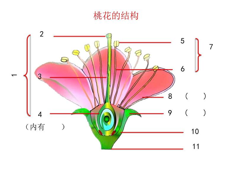 济南版 生物 八上 复习课件 重要图 空白检查第2页