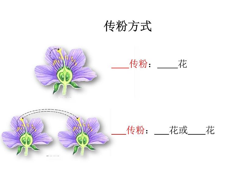 济南版 生物 八上 复习课件 重要图 空白检查第4页