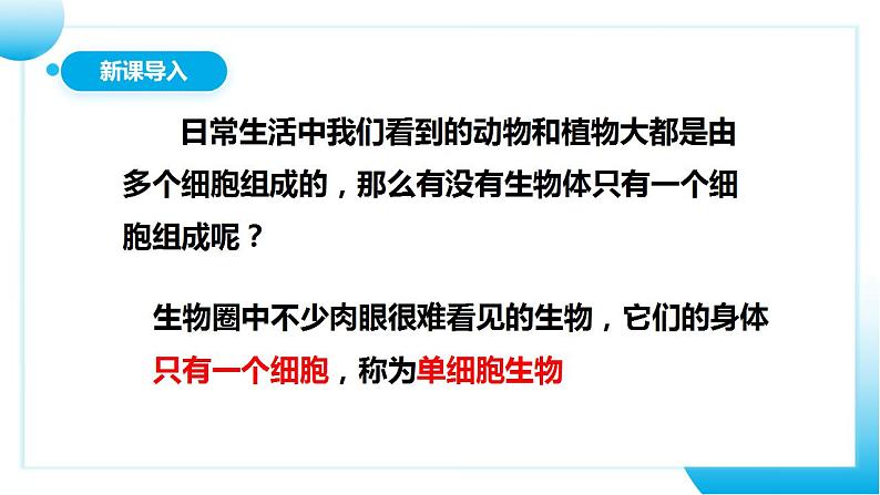 【核心素养目标】人教版 (新课标)初中生物七年级上册2.2.4《单细胞生物》课件+教案+同步分层练习（含答案）04