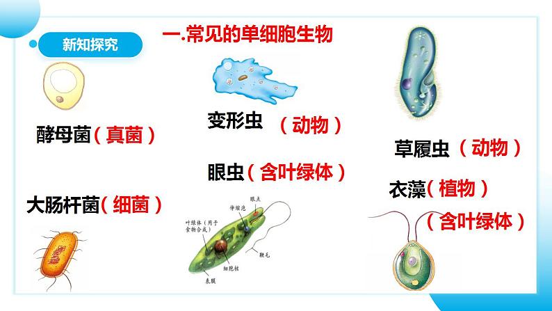 【核心素养目标】人教版 (新课标)初中生物七年级上册2.2.4《单细胞生物》课件+教案+同步分层练习（含答案）07