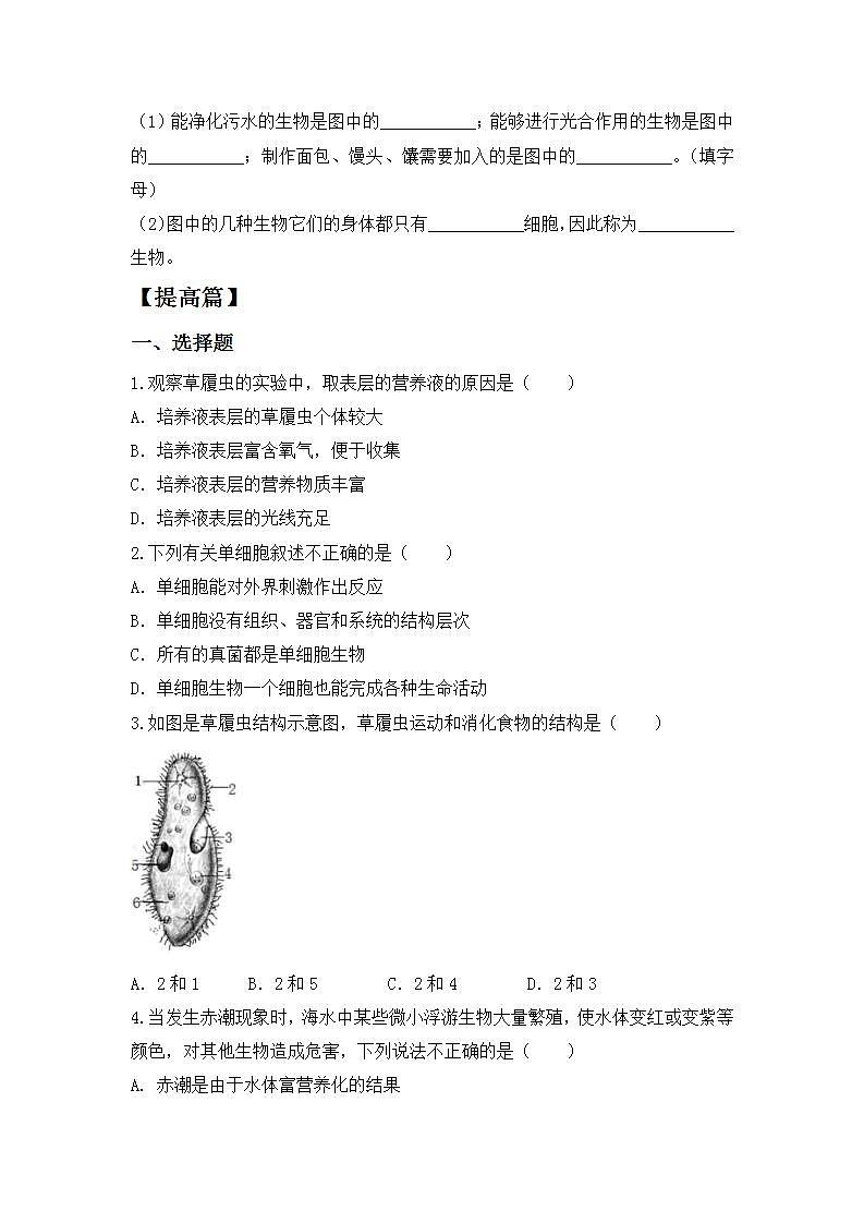 【核心素养目标】人教版 (新课标)初中生物七年级上册2.2.4《单细胞生物》课件+教案+同步分层练习（含答案）02