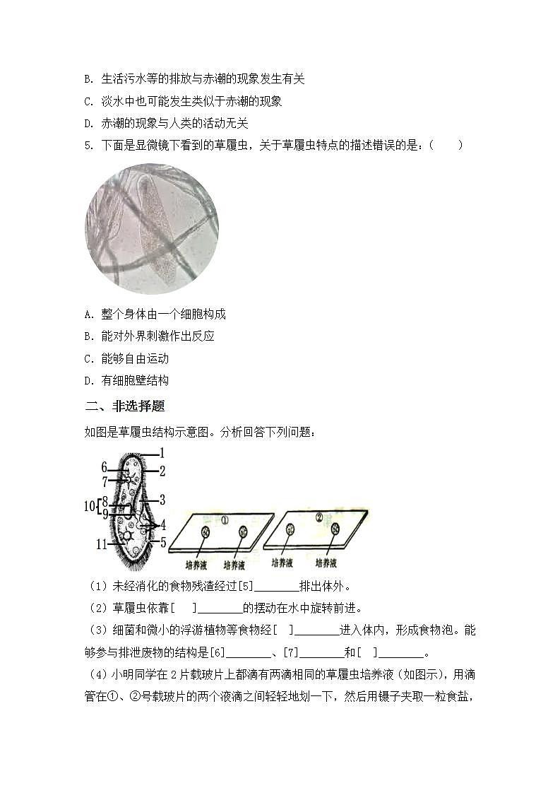 【核心素养目标】人教版 (新课标)初中生物七年级上册2.2.4《单细胞生物》课件+教案+同步分层练习（含答案）03
