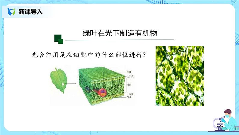 3.4《绿色植物是生物圈中有机物的制造者》（课件+教案+练习）04