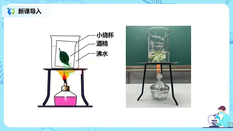 3.4《绿色植物是生物圈中有机物的制造者》（课件+教案+练习）07