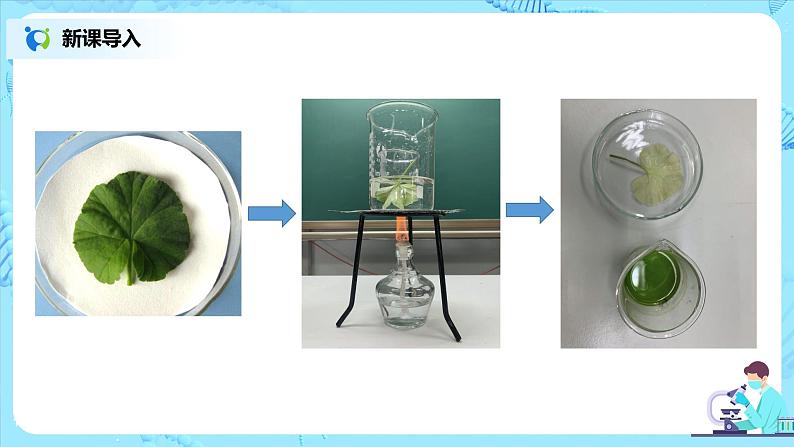 3.4《绿色植物是生物圈中有机物的制造者》（课件+教案+练习）08