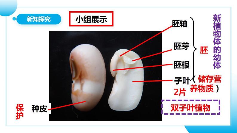 【核心素养目标】人教版 (新课标)初中生物七年级上册3.1.2《种子植物》课件+教案+同步分层练习（含答案）08