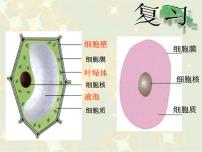 生物七年级上册第四节  细胞的生活教学课件ppt