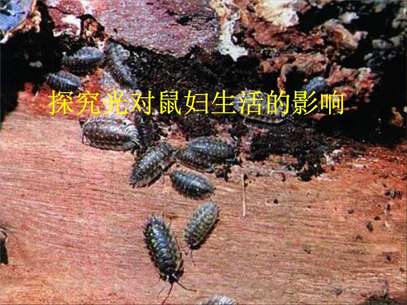 北师大版七年级上册生物  2.2 生物学研究的基本方法 课件第1页