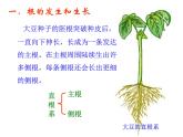 北师大版七年级上册生物  6.2 营养器官的生长 课件