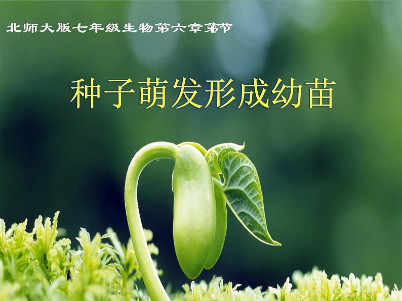 北师大版七年级上册生物  6.1 种子萌发形成幼苗 课件第1页