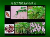 北师大版七年级上册生物  6.1 种子萌发形成幼苗 课件