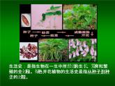 北师大版七年级上册生物  6.1 种子萌发形成幼苗 课件