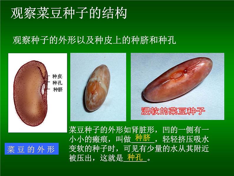 北师大版七年级上册生物  6.1 种子萌发形成幼苗 课件第6页