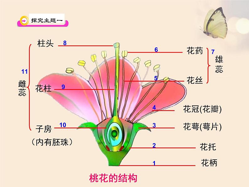 北师大版七年级上册生物  6.3 生殖器官的生长 课件05