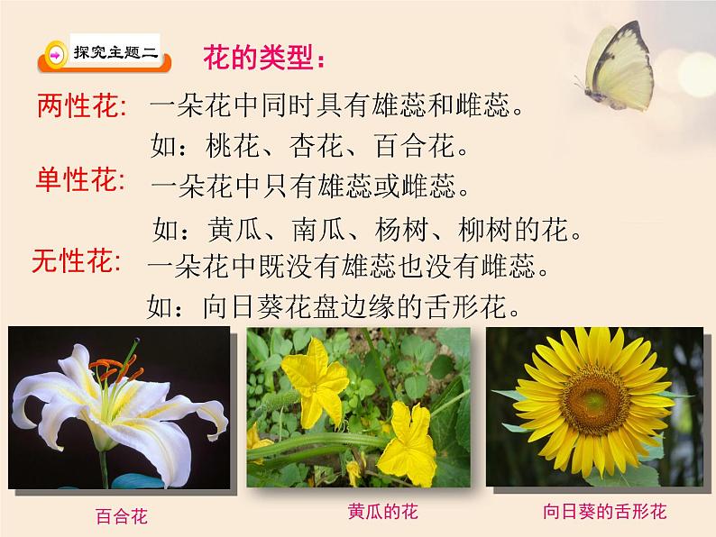 北师大版七年级上册生物  6.3 生殖器官的生长 课件06