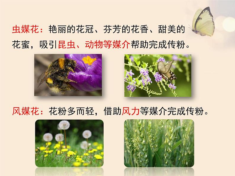 北师大版七年级上册生物  6.3 生殖器官的生长 课件08