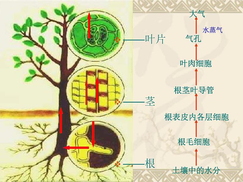 北师大版七年级上册生物  5.4 蒸腾作用 课件08