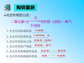 北师大版七年级上册生物  5.3 吸收作用 课件