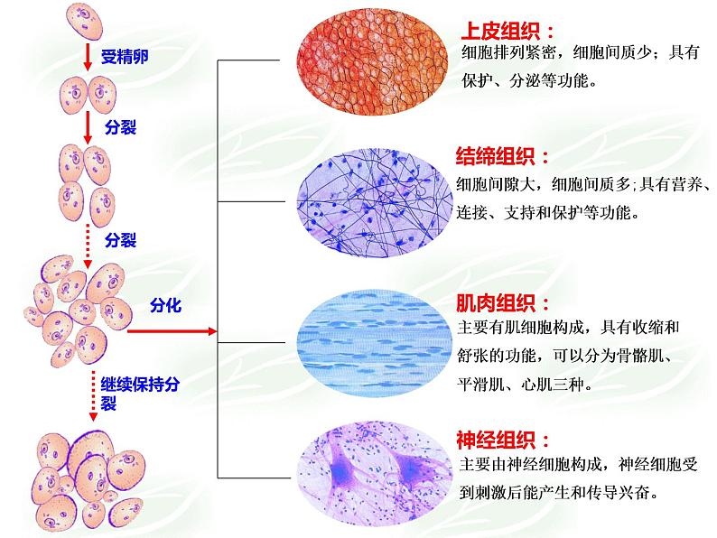 北师大版七年级上册生物  4.1 细胞分化形成组织 课件第8页