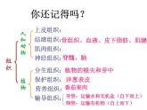 北師大版七年級(jí)上冊(cè)生物  4.2 生物體的器官、系統(tǒng) 課件