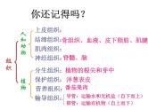 北师大版七年级上册生物  4.2 生物体的器官、系统 课件