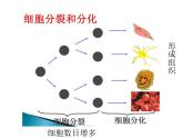 北師大版七年級(jí)上冊(cè)生物  4.2 生物體的器官、系統(tǒng) 課件