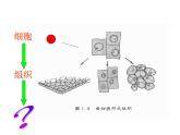 北師大版七年級(jí)上冊(cè)生物  4.2 生物體的器官、系統(tǒng) 課件