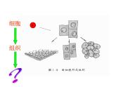 北师大版七年级上册生物  4.2 生物体的器官、系统 课件