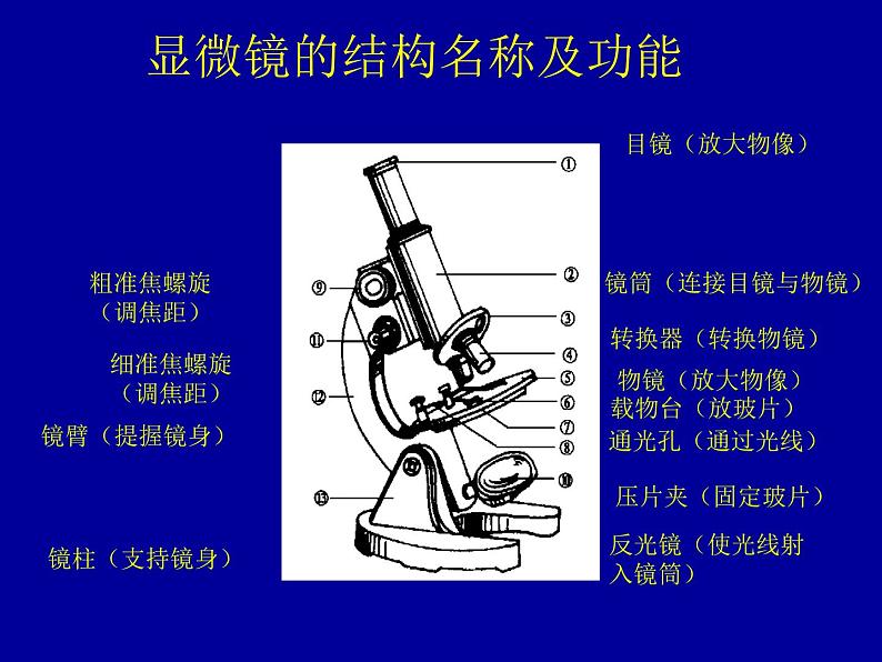 北师大版七年级上册生物  3.1 细胞的基本结构和功能 课件第6页