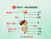 北师大版七年级生物下册第4单元生物圈中的人第8章人体的营养第2节食物的消化和营养物质的吸收课件