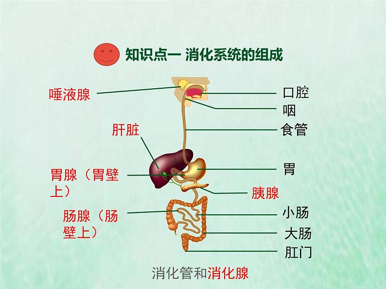 北师大版七年级生物下册第4单元生物圈中的人第8章人体的营养第2节食物的消化和营养物质的吸收课件第3页