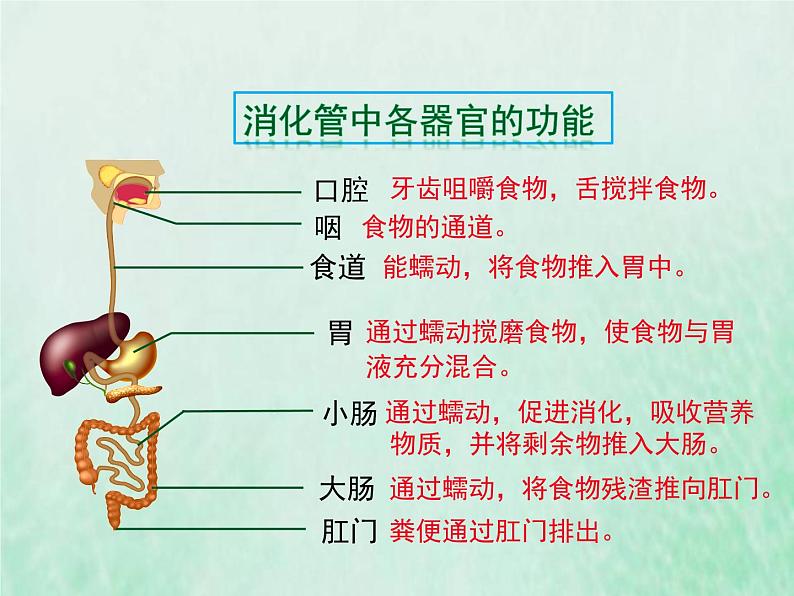 北师大版七年级生物下册第4单元生物圈中的人第8章人体的营养第2节食物的消化和营养物质的吸收课件第5页