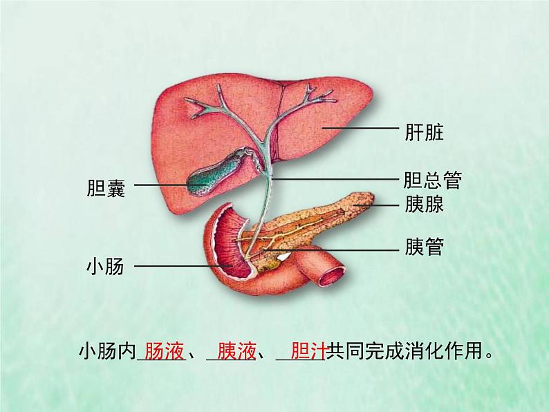 北师大版七年级生物下册第4单元生物圈中的人第8章人体的营养第2节食物的消化和营养物质的吸收课件第7页