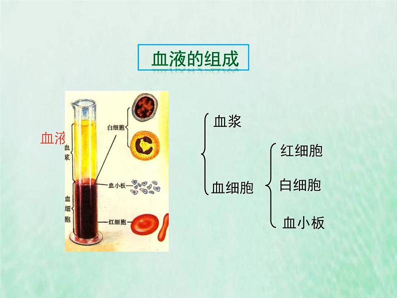 北师大版七年级生物下册第4单元生物圈中的人第9章人体内的物质运输第1节血液课件08