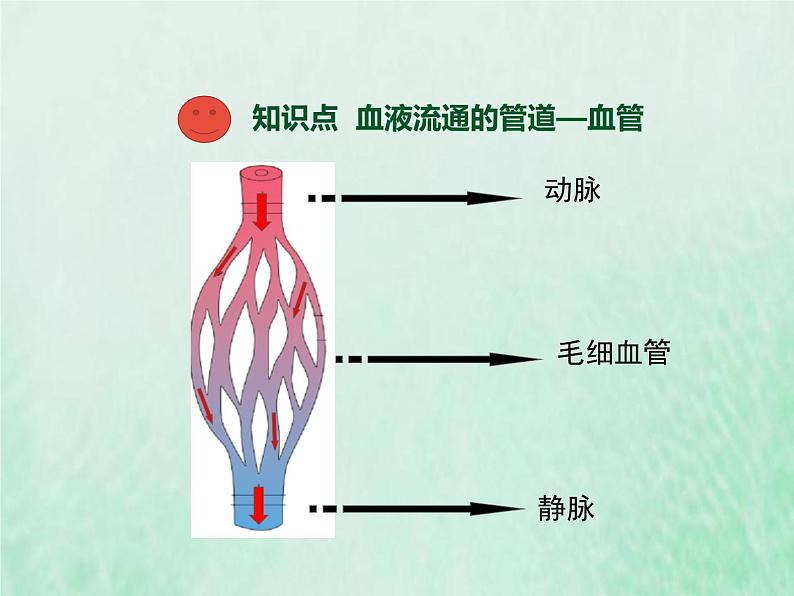 北师大版七年级生物下册第4单元生物圈中的人第9章人体内的物质运输第2节血液循环第1课时血液流动的管道课件04