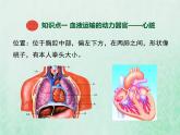 北师大版七年级生物下册第4单元生物圈中的人第9章人体内的物质运输第2节血液循环第2课时心脏与血液循环课件