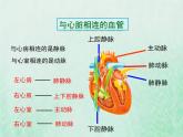 北师大版七年级生物下册第4单元生物圈中的人第9章人体内的物质运输第2节血液循环第2课时心脏与血液循环课件