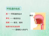 北师大版七年级生物下册第4单元生物圈中的人第10章人体的能量供应第2节人体细胞获得氧气的过程课件