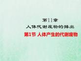 北師大版七年級生物下冊第4單元生物圈中的人第11章人體代謝廢物的排出第1節(jié)人體產(chǎn)生的代謝廢物課件