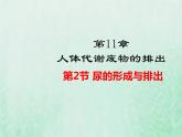 北师大版七年级生物下册第4单元生物圈中的人第11章人体代谢废物的排出第2节尿的形成与排出课件