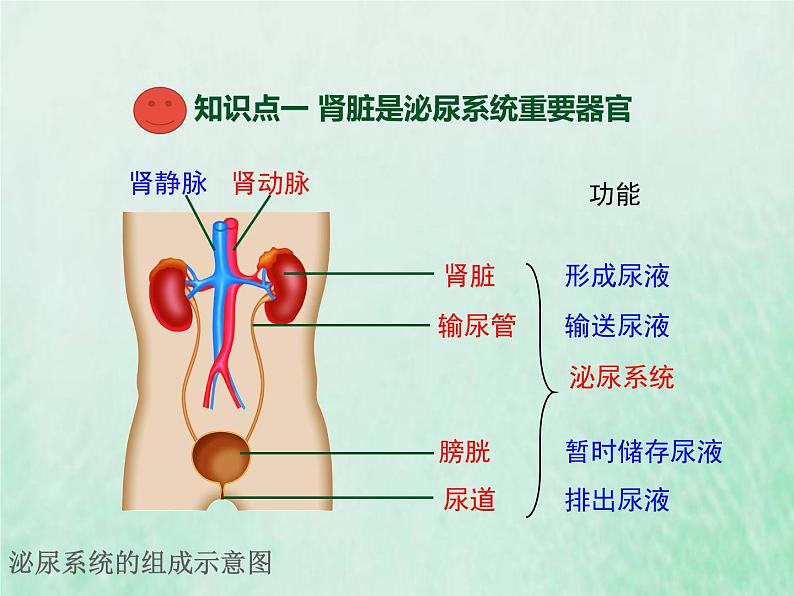 北师大版七年级生物下册第4单元生物圈中的人第11章人体代谢废物的排出第2节尿的形成与排出课件第3页