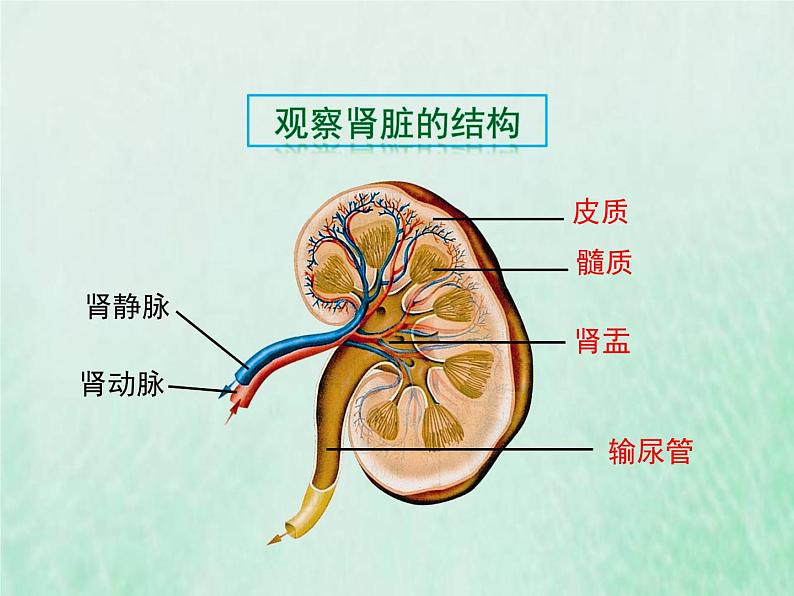 北师大版七年级生物下册第4单元生物圈中的人第11章人体代谢废物的排出第2节尿的形成与排出课件第4页